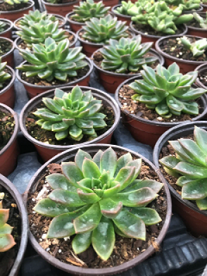 Echeveria (8)